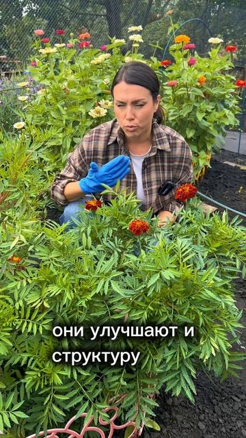 Польза бархатцев