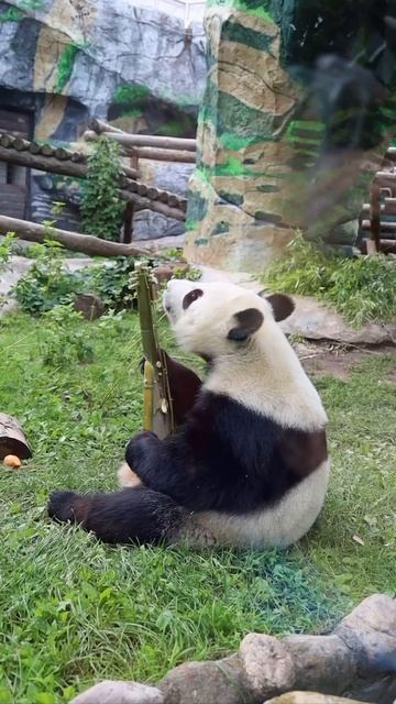 панда 🐼 Катюша #shorts