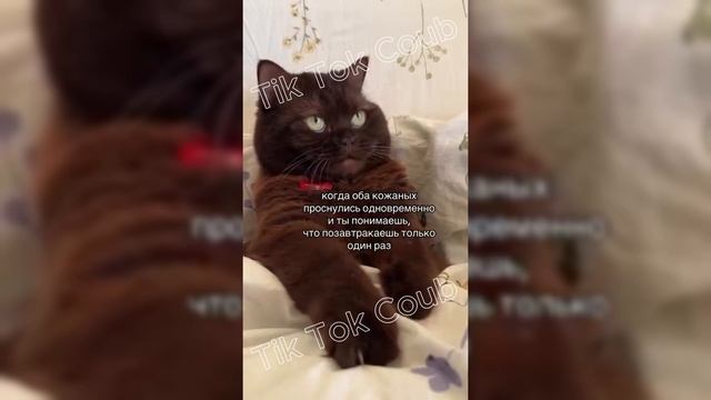 Tik Tok Coub \ СМЕШНАЯ ПОДБОРКА ПРИКОЛЬНЫХ ВИДЕОРОЛИКОВ