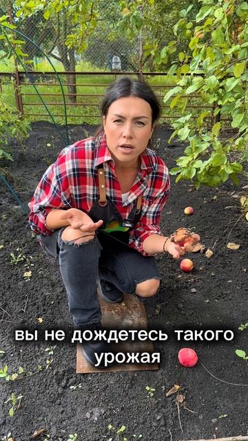 Уборка плодов на участке