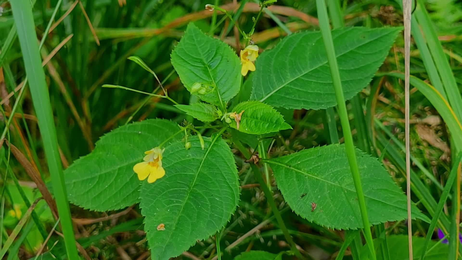 Расслабляющая музыка для сна, медитации и борьбы со стрессом.
