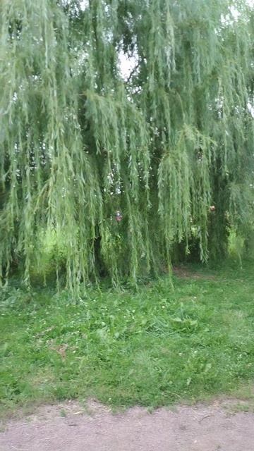 Плакучая ива, 19 августа 2025.