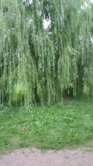 Плакучая ива, 19 августа 2025.