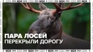 Пара лосей перекрыла движение по шоссе Энтузиастов - Москва 24