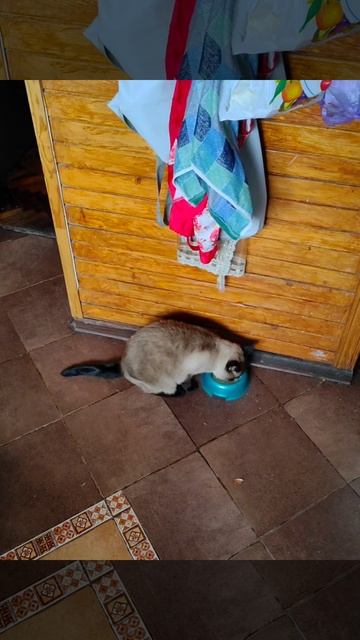 Сиамская кошка