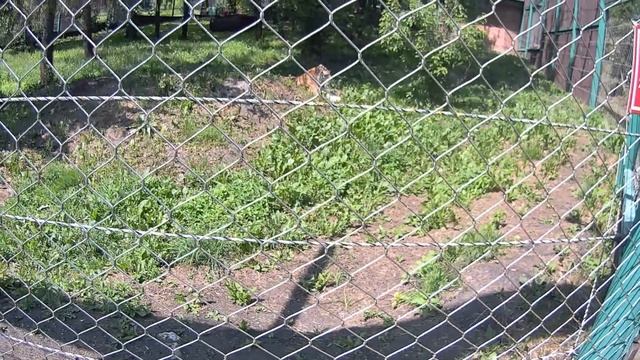 Пензенский зоопарк. Проездом. С детьми.