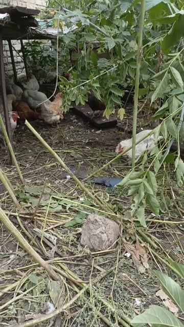 Про кур несушек