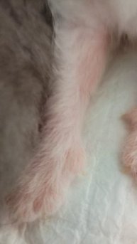 котёнки