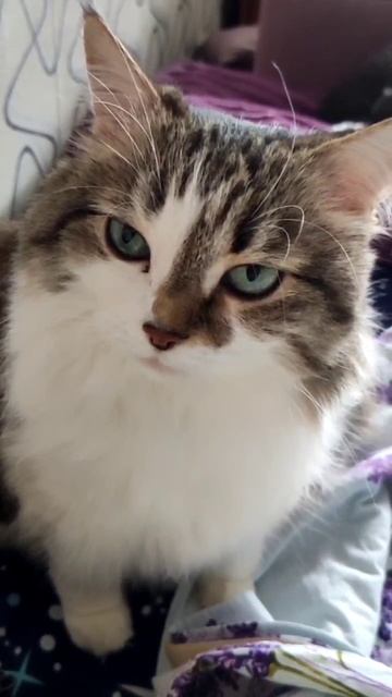 Просит шарлотку) #кошка#кот