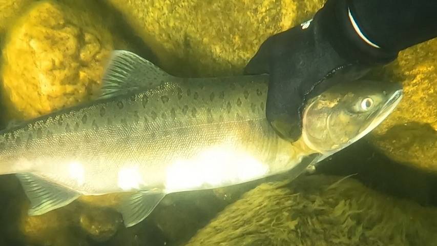 ВСТРЕЧИ С РЫБОЙ ПОД ВОДОЙ
