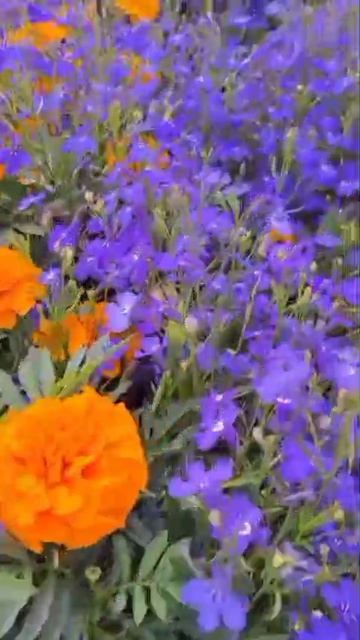 Искусство благоустройства: палисадник мечты