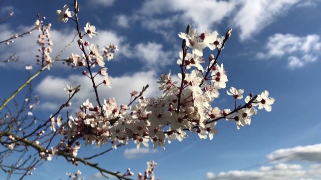 успокаивающие видио