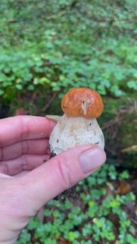 Грибное утро. Август 2025. 10 белых за 20 минут.