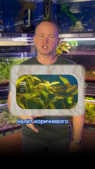 ЗАЦВЁЛ АКВАРИУМ? Виды водорослей.