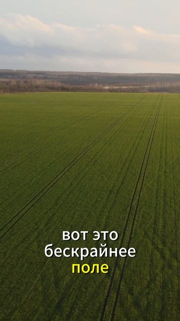 Как выглядит поле 600 ГЕКТАР⁉️ #сельскоехозяйство #поле #агроном #колхоз #пшеница