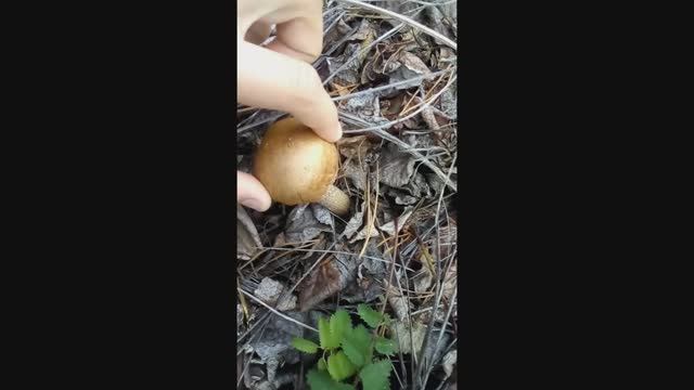 как мы грибы собирали на Птичнике...