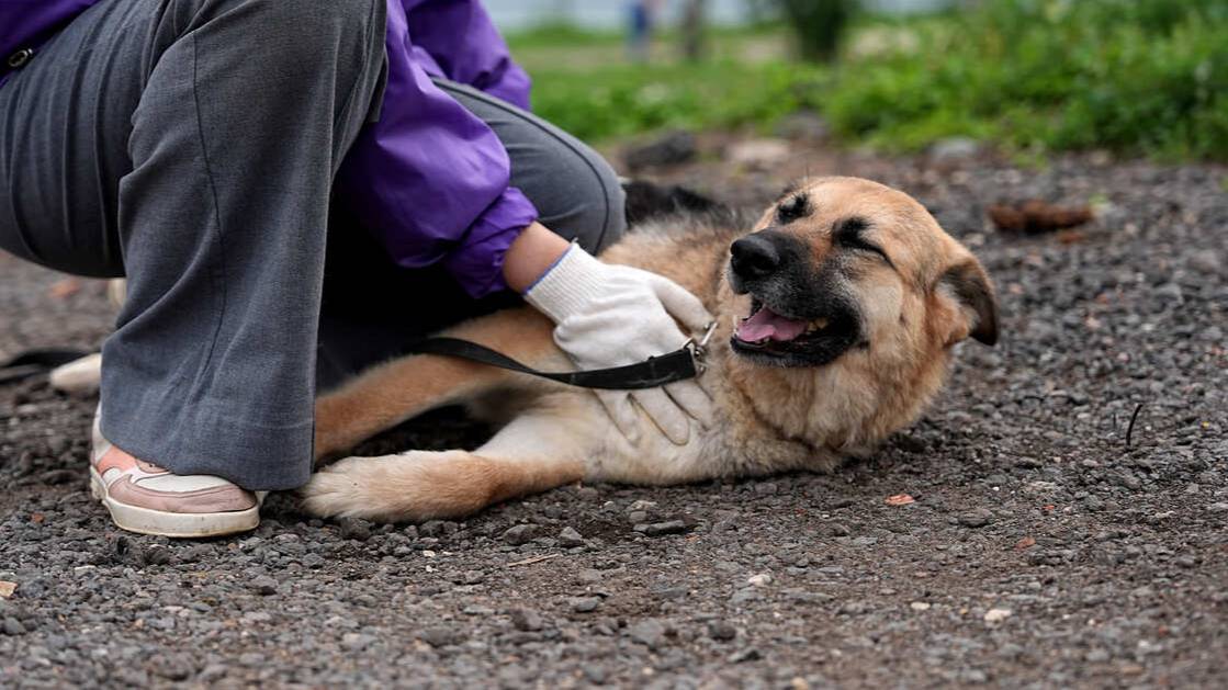 Московских владельцев собак научат правильному обращению с питомцами