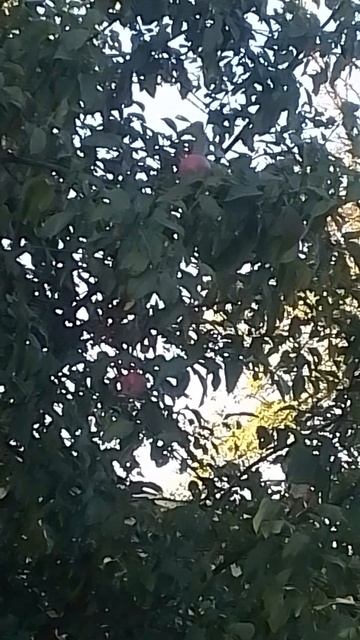 VID_20250821_072713.mp4