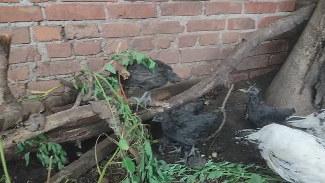 цыплятам ухейилюй 1,5 месяца