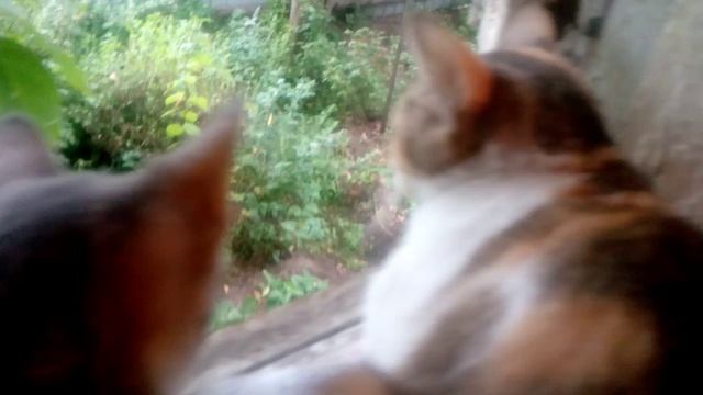 Кошка с дочкой ждут Кота с гулянки