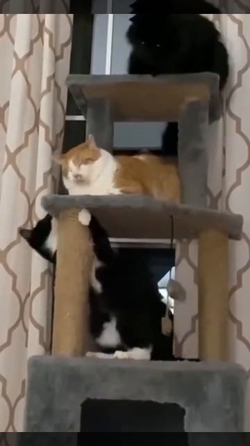 многоквартирный дом