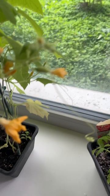 Вот и подрастают домашние огурчики 🥒 , очень забавно за ними наблюдать , всем добра 👐 😉👌👋