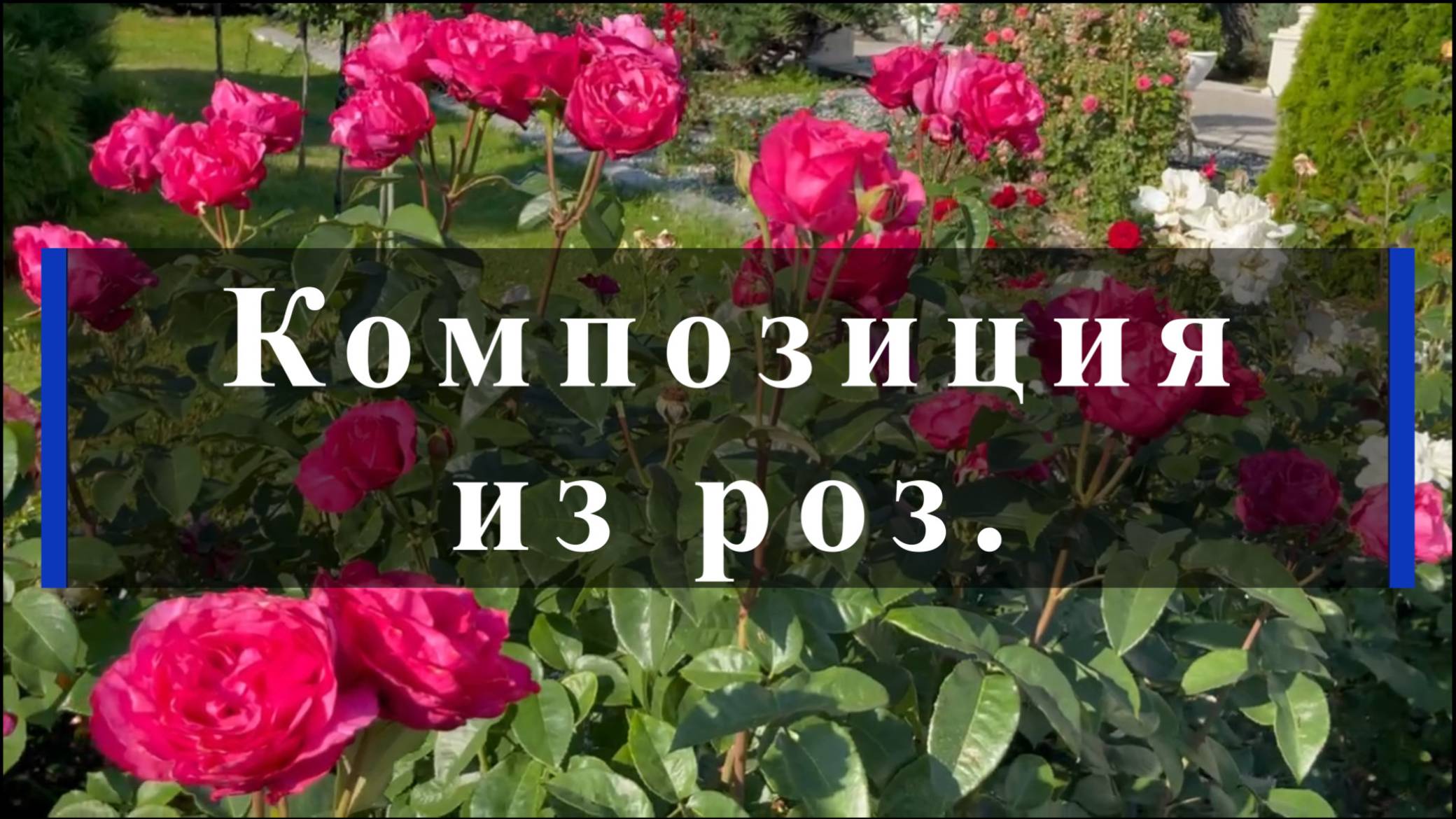 Композиция из роз.