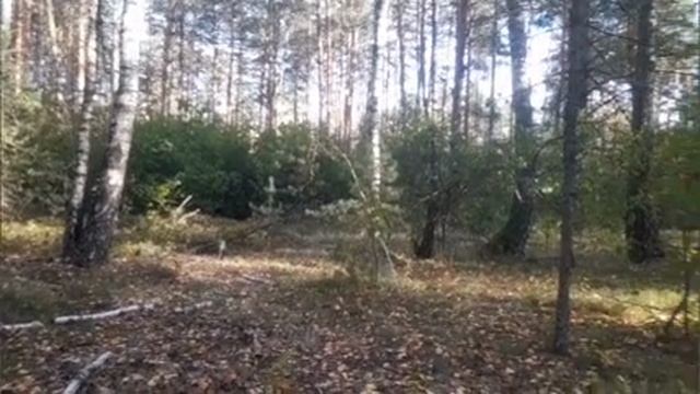 В поисках даров леса (( часть вторая ).