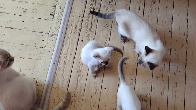 Для котят все новое превращается в игрушку
