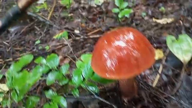 собираю ГРИБУЛЬКИ....на молоденькие попал 21-08-2025