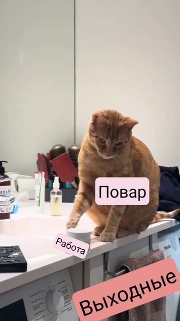 #кот #повар #работа #юмор