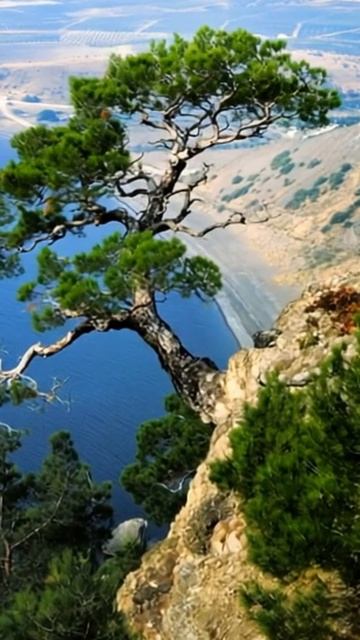 Крыская сосна .Море.