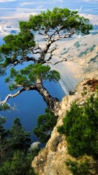 Крыская сосна .Море.