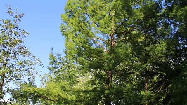 успокаивающие видио