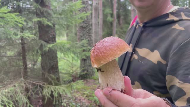 Волна белых грибов. Август 2025