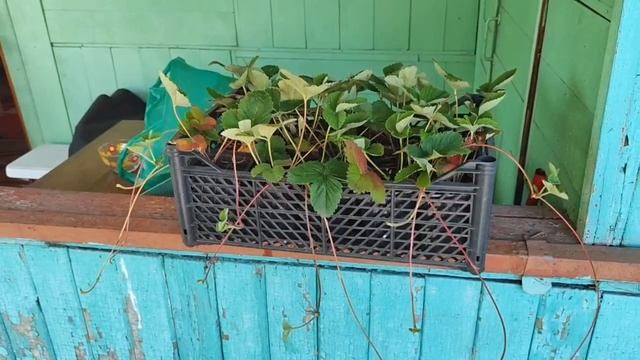 Дачный влог.Новые грядки.Пересадили клубнику 🍓