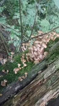 Сезон и сбор опят начался. Время для сбора опят в августе. Первая волна