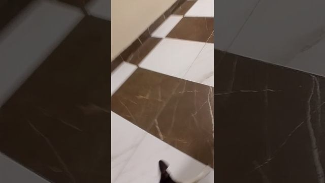 говорящий пёс