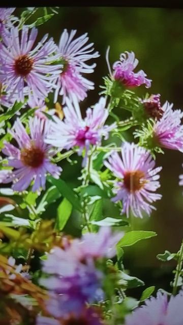 ЦВЕТЫ😮 и красивая музыка😳