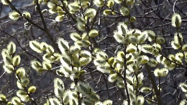 успокаивающие видио