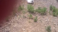 Веселые гуси