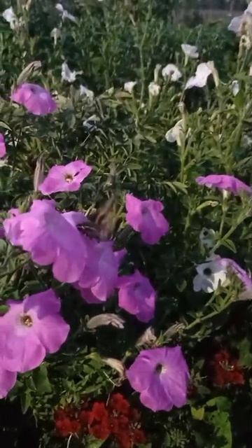 Бражник в Сибири