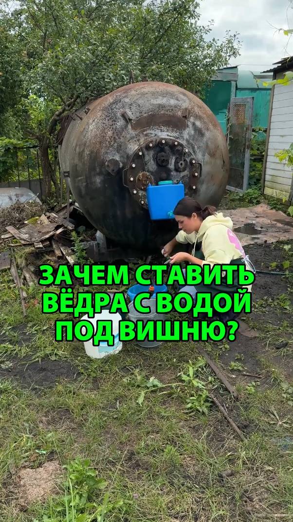 Зачем ставить вёдра с водой под вишню