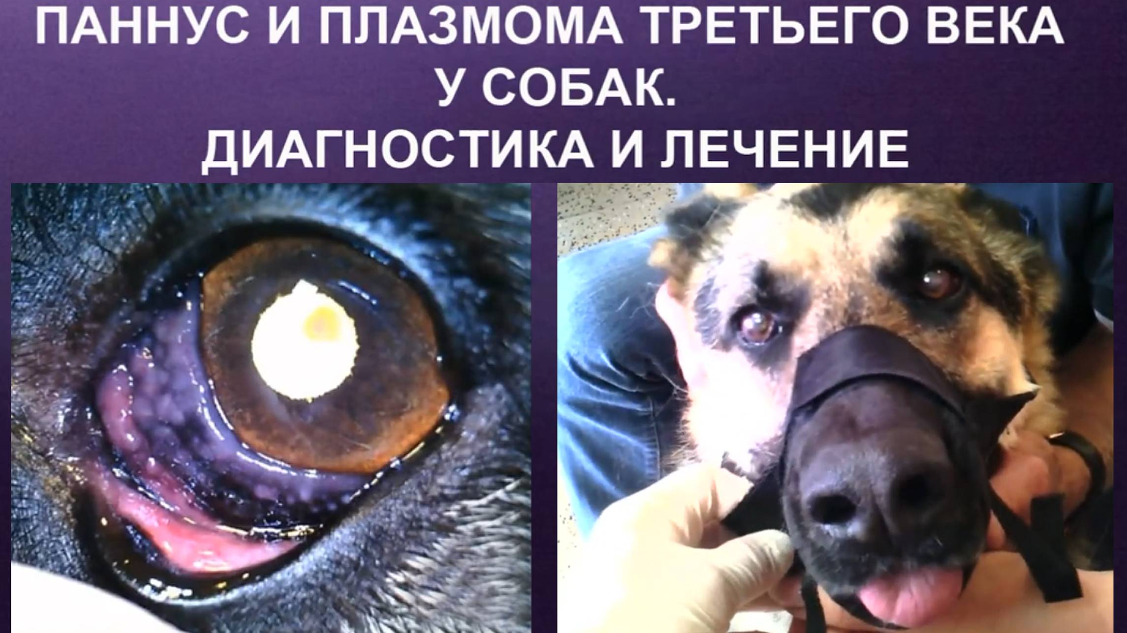 Паннус и плазмома третьего века у собак. Диагностика и лечение.