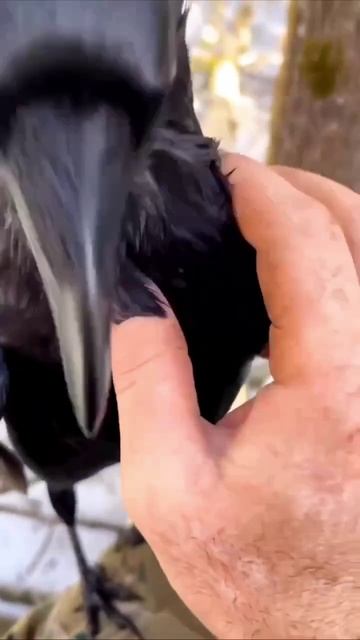Ласковая ворона🥹😃😄🐦⬛
