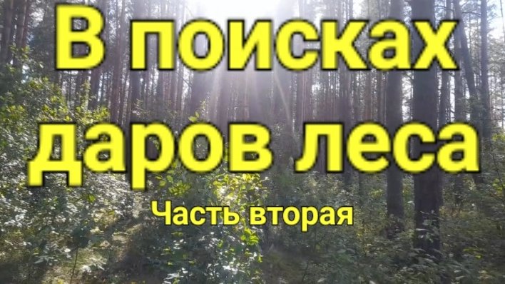 В поисках даров леса (( часть вторая ).