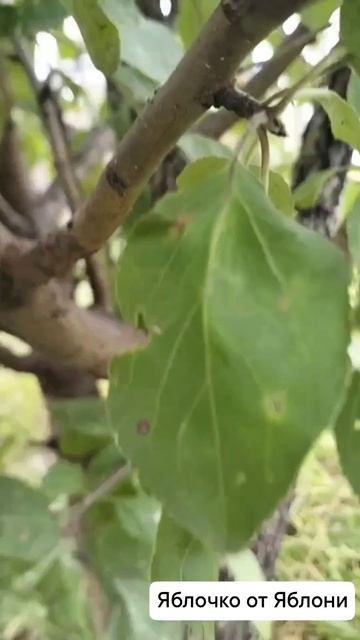 #песньояблочках #экстрасенс #алексейнадажить #волшебное