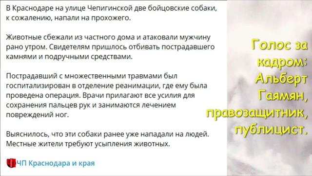 Мэр Краснодара Наумов: «Не кусает животное просто так». Правозащитник Гаямян: «Кусает, да, ещё как»