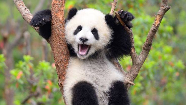 Изучение китайского языка! Ребята старшей группы подготовили видеопрезентацию