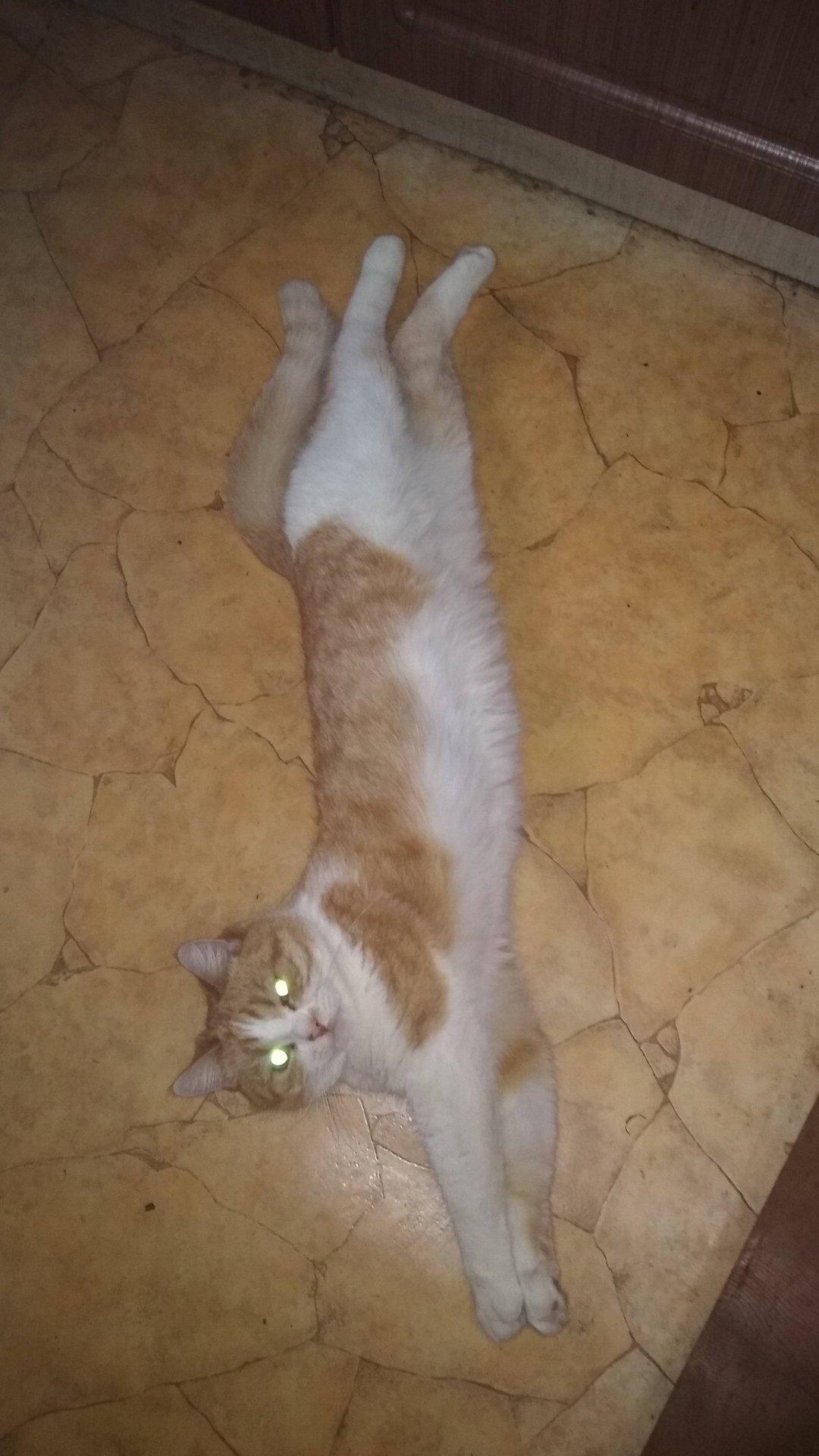 Коту нужнее..!😆